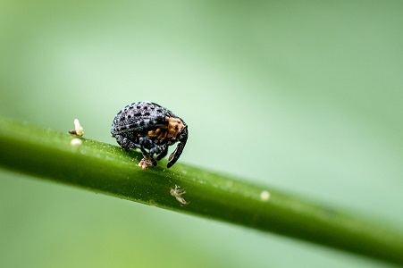 Insekt auf einem Blattstiel