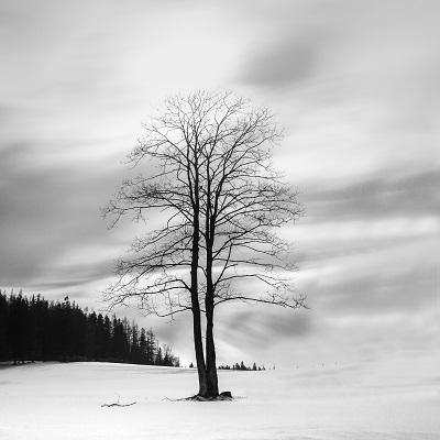 Weiterer kahler Baum im Schnee, schwarz-weiß