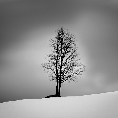 Kahler Baum im Schnee, schwarz-weiß